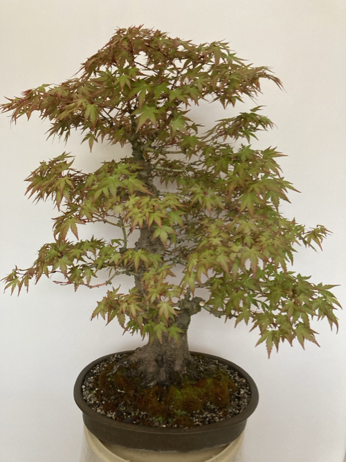 Chiltern Bonsai Society 2026 Show