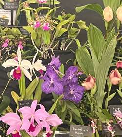 Orchid Society of Great Britain Spring  Show