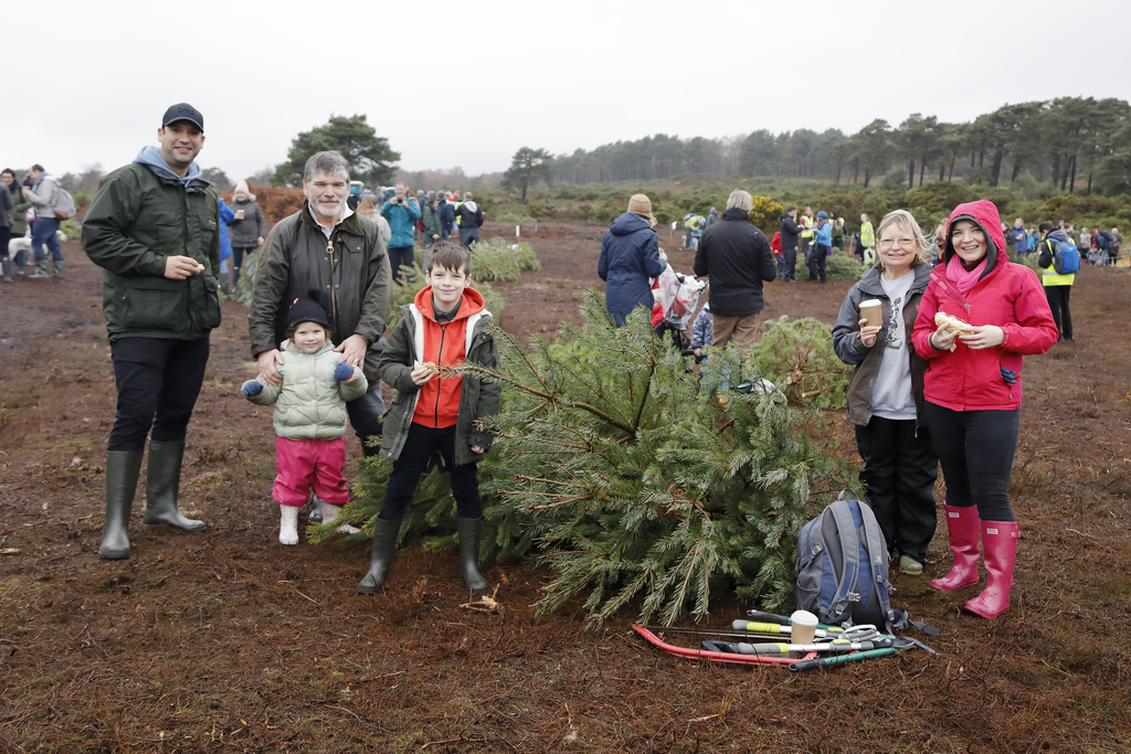 A Dorset Christmas Festival: Pull a Pine at RSPB Arne
