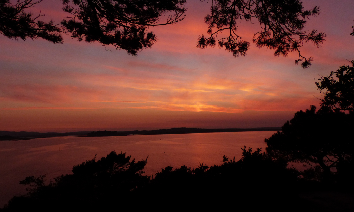 Evening echoes: bird and bat safari on Brownsea Island
