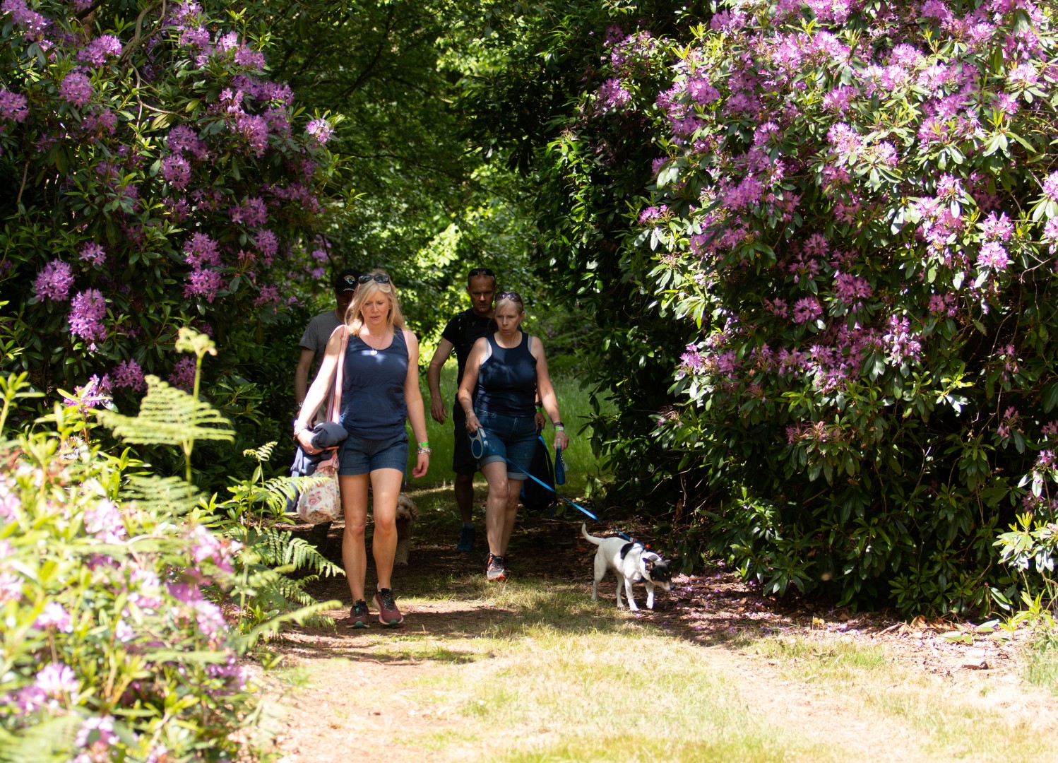 Strutt Your Mutt Charity Dog Walks