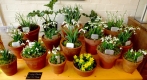 Snowdrop and Early Spring Plant Fair