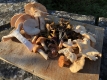 Foraging with Wild Food UK in the Eryri National Park