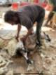 Sheep Shearing for Adults