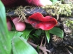 Foraging with Wild Food UK - Herefordshire
