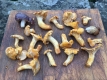 Foraging with Wild Food UK - Herefordshire