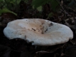 Foraging with Wild Food UK in Surrey