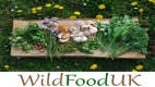 Foraging with Wild Food UK in Worcestershire