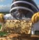 Wiltshire Bee & Honey Day 2023