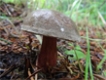 Foraging with Wild Food UK - Carmarthenshire
