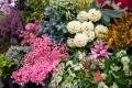 Cornwall Garden Society&rsquo;s 2023 Spring Flower Show