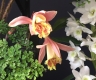 The Orchid Society of Gt Britain Spring Show 1st April 2023