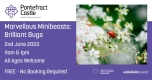 Marvellous Minibeasts Week: Brilliant Bugs