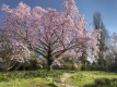 Guided Tree Tour at Nymans III