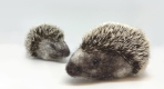 Needle Felting Workshop: Hedgehogs