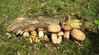 Foraging with Wild Food UK - Somerset