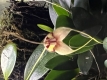 Orchid Society of Great Britain Autumn Show. at Wraysbury Orchid Event