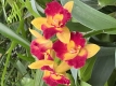 Orchid Society of Great Britain Spring  Show