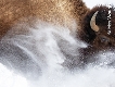 Wildlife Photographer of the Year 59