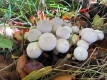 Foraging Course with Wild Food UK - Ross-on-Wye