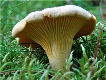 Foraging with Wild Food UK in Mistletoe Woods