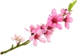 In Praise of Spring