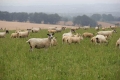 Holistic Planned Grazing