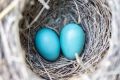 Brilliant Birds