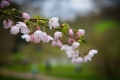 Blossom Open Day
