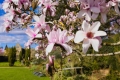 Blossom Week at Nymans