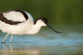 Waders Of Arne Guided Walk