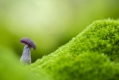 Fungi and Woodland Stroll at Arne