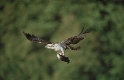 Osprey and Birds of Arne walks