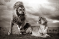 Wildlife Photographer of the Year 60