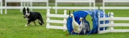 Dog-friendly Race Day