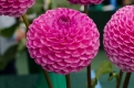 Visitors Dahlia Competition