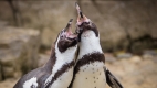 Help support penguin conservation!