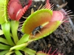 Fern & Carnivorous Plant Show