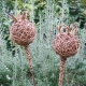 Giant Willow Poppy Seed Heads Workshop