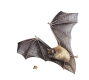 Batty about bats!