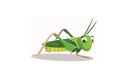 Discovery Day – Grappling with grasshoppers!