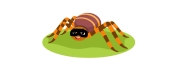Discovery Day – Secretive spiders.