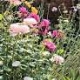 Chelsworth Open Gardens