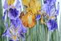 Exploring Senses: The Society of Graphic Fine Art