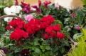 Cyclamen Society Autumn Show