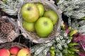Apple Weekend Returns to Beetham Nurseries