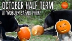 October Half Term at Woburn Safari Park ????