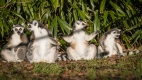 A Leap for Lemurs, Charity Weekend at Woburn Safari Park
