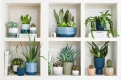 Houseplant January