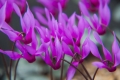 Early Spring Show featuring the British Iris & Cyclamen Societies